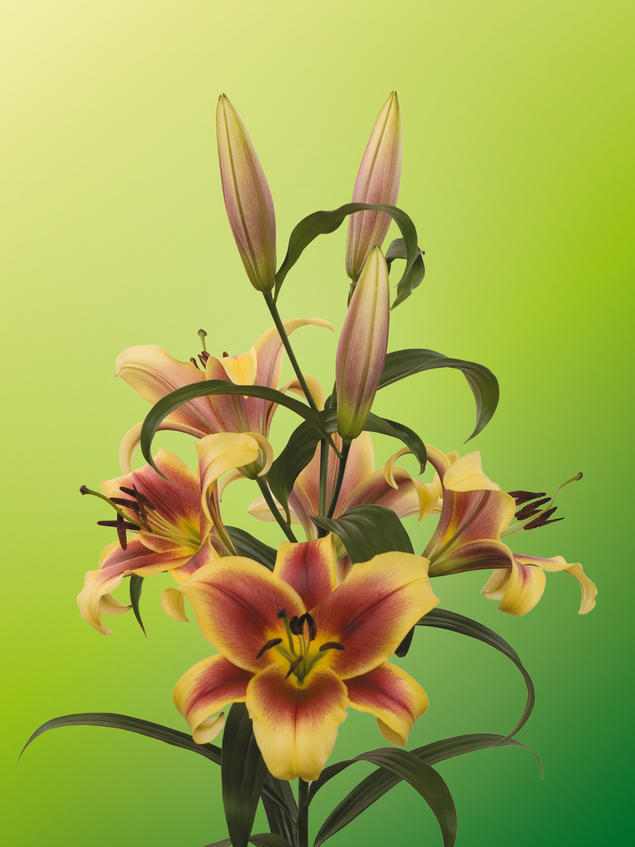 Лилия флавия от гибрид фото и описание